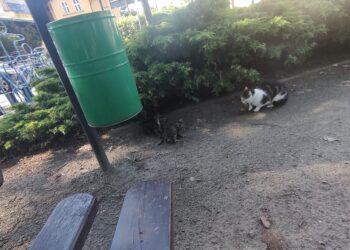 Znaleziono kocięta w parku