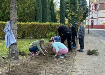 Krośnice rozkwitają