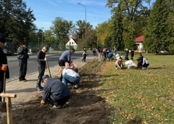 Krośnice rozkwitają