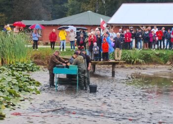 Pokazowe odłowy na Ostoi Konika Polskiego