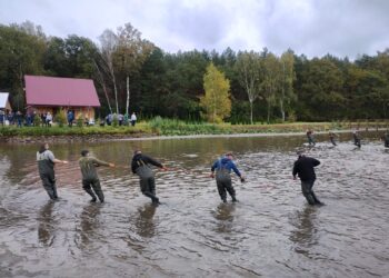 Pokazowe odłowy na Ostoi Konika Polskiego