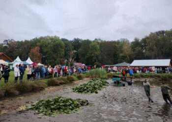 Pokazowe odłowy na Ostoi Konika Polskiego