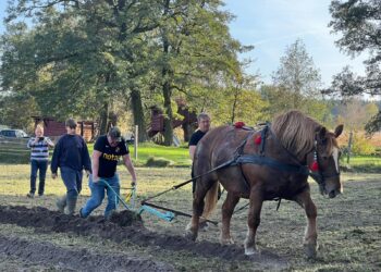 Piękocin stolicą orki konnej i dyni