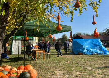 Piękocin stolicą orki konnej i dyni