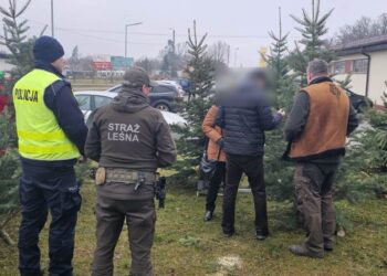 Skuteczne działania przeciw kradzieżom choinek